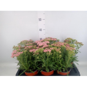 Achillea   ...