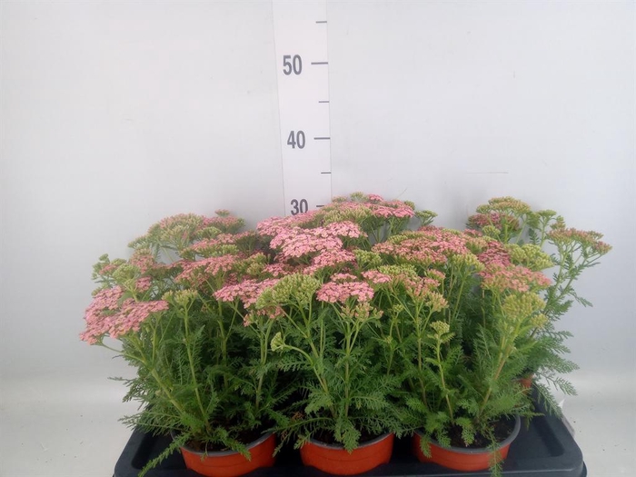 <h4>Achillea   ...</h4>