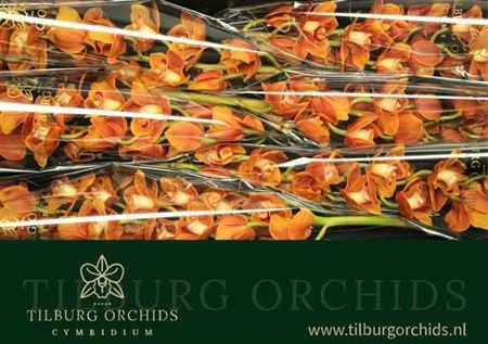 <h4>Cymb T Balou</h4>