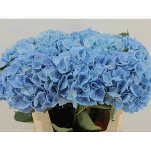 HYDR M CH CHALLEN BL