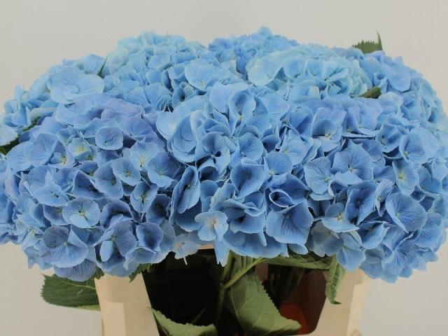 <h4>HYDR M CH CHALLEN BL</h4>