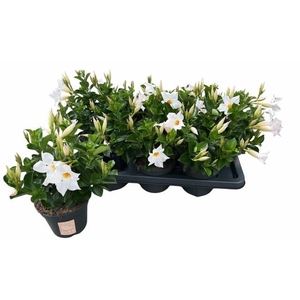 MANDE SUN WHITE