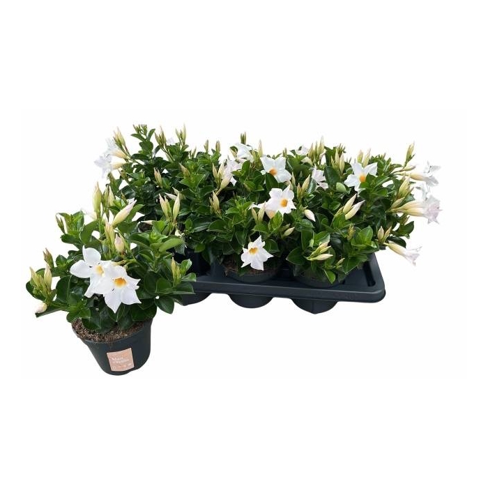 <h4>MANDE SUN WHITE</h4>