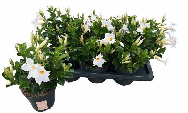<h4>MANDE SUN WHITE</h4>