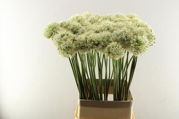 <h4>Allium Mount Everest (wit) X60</h4>