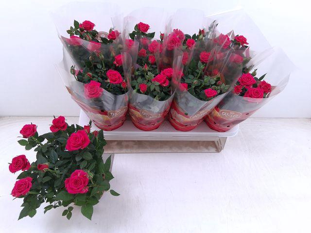 <h4>RO FAV RO PINK</h4>