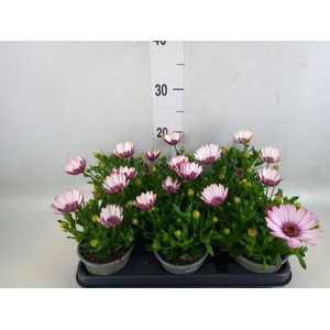 Osteospermum  'Margarita Pink Flar'