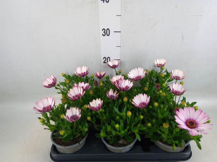 <h4>Osteospermum  'Margarita Pink Flar'</h4>