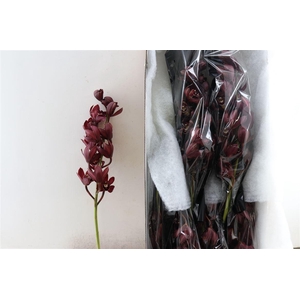 Cymb Dark Pink Oude Post Tak 12+