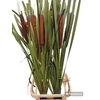 TYPHA LATIFOLIA XXL