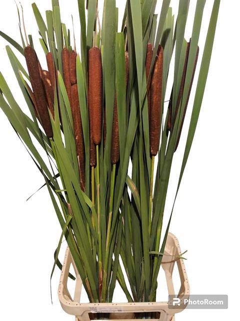 TYPHA LATIFOLIA XXL