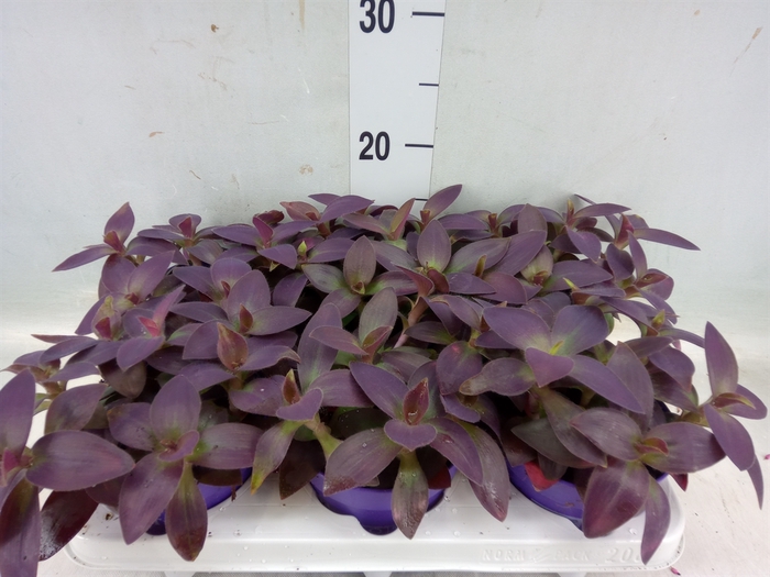 <h4>Tradescantia   ...</h4>