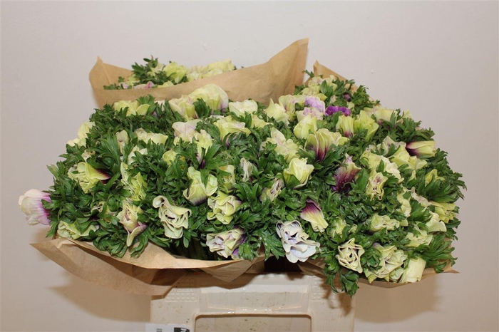 <h4>Anem Rainbow Happy</h4>