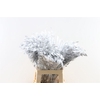 Dried Chasmantium White P Stem