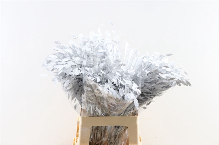 Dried Chasmantium White P Stem