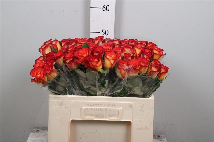 <h4>R Gr Magma Freeland</h4>