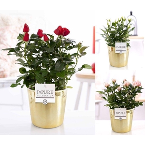 Ro Bm Gemengd Keramiek Laryssa Shiny Gold