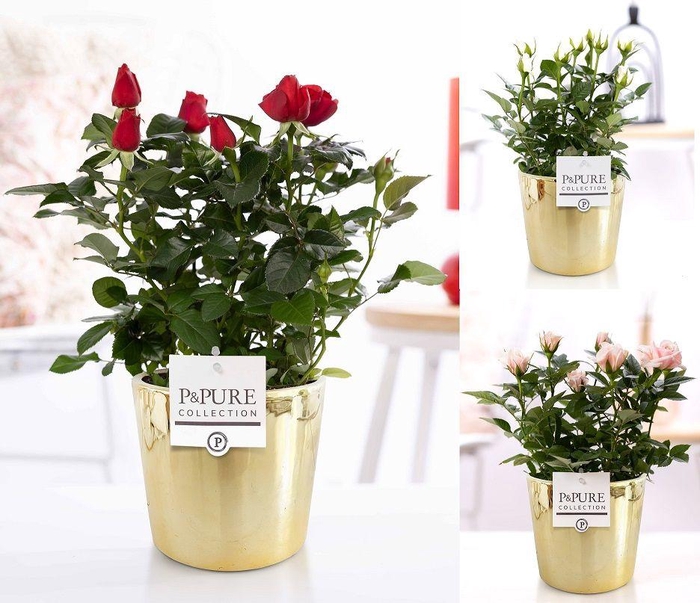 <h4>Rosa gemengd in P&PURE Laryssa ceramics shiny gold</h4>