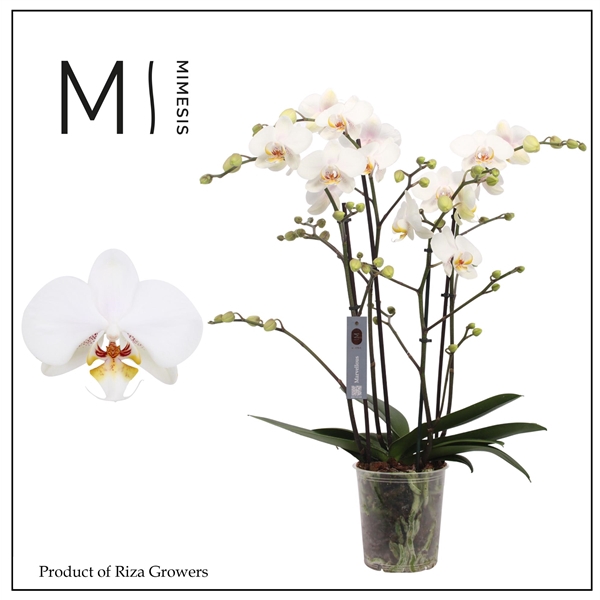 <h4>Mimesis Phal. Marvellous White - 50+ flowers 17cm</h4>