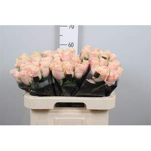 R Gr Harmony Peach