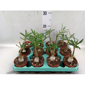 Pachypodium   ...