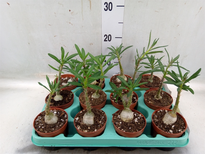 <h4>Pachypodium   ...</h4>