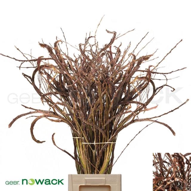 Salix Sekka Bandwilg