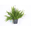 Nephrolepis Exaltata Green Lady