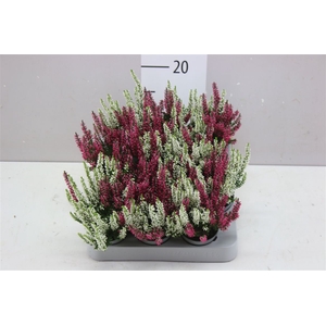 Calluna Mini Beauty Lady Twin Girl