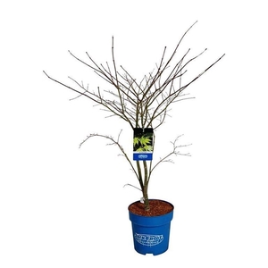 Acer Arctic Jade ®