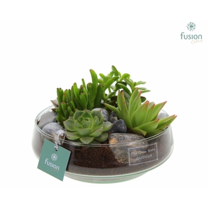 Green Bottle Iris Medium met Succulenten