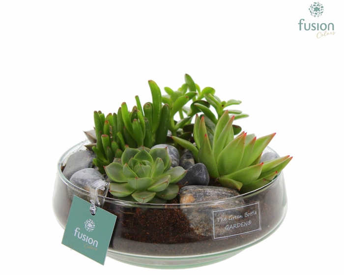 <h4>Green Bottle Iris Medium met Succulenten</h4>