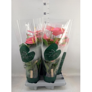 Anthurium andr. 'Colorado'