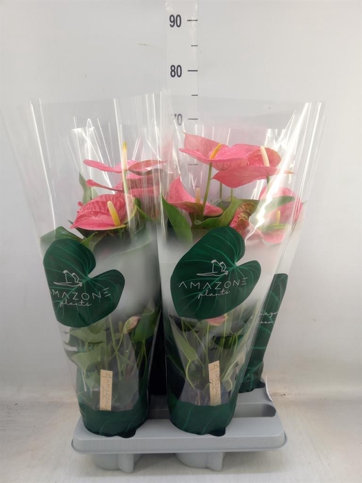 <h4>Anthurium andr. 'Colorado'</h4>