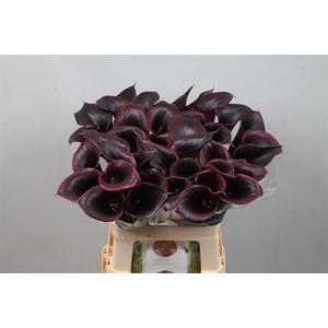 Calla Cantor Kallaland