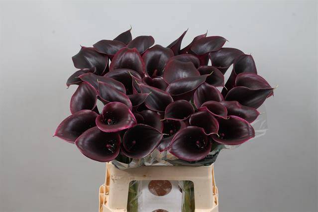 <h4>Calla Cantor Kallaland</h4>