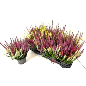 CALLU BL S TRI ME GP