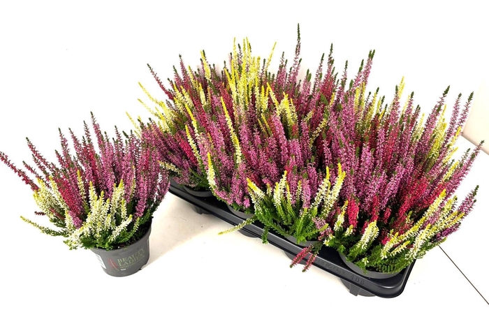 <h4>CALLU BL S TRI ME GP</h4>