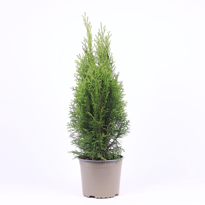 <h4>Thuja occidentalis 'Smaragd'</h4>