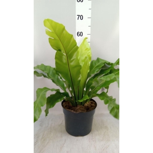 Asplenium nidus