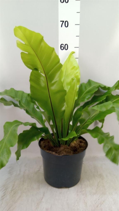 <h4>Asplenium nidus</h4>