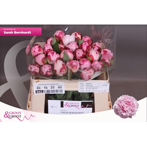 Paeonia Sarah Bernhardt