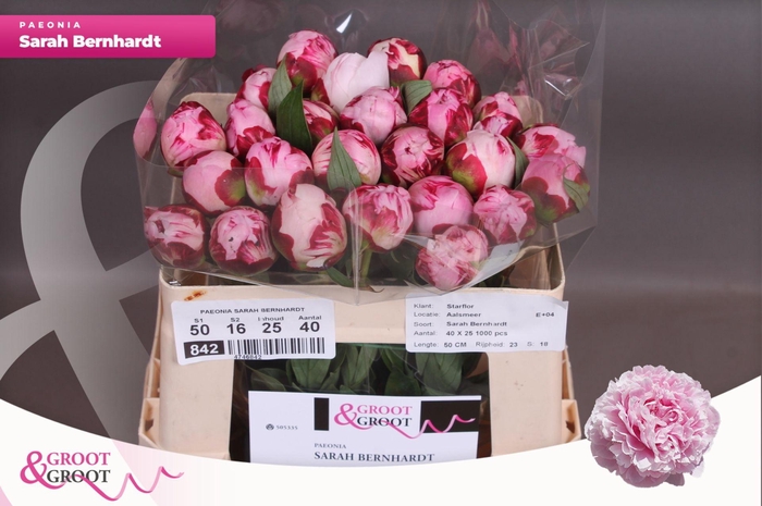 <h4>Paeonia Sarah Bernhardt</h4>