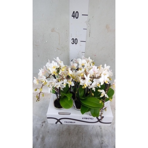 Phalaenopsis   ...mini