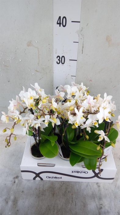 <h4>Phalaenopsis ...mini</h4>
