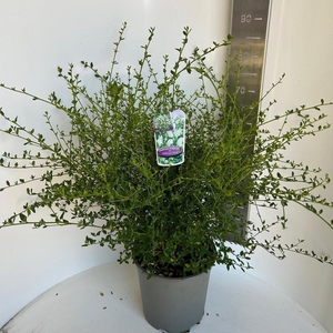 Ceanothus thyrsiflorus