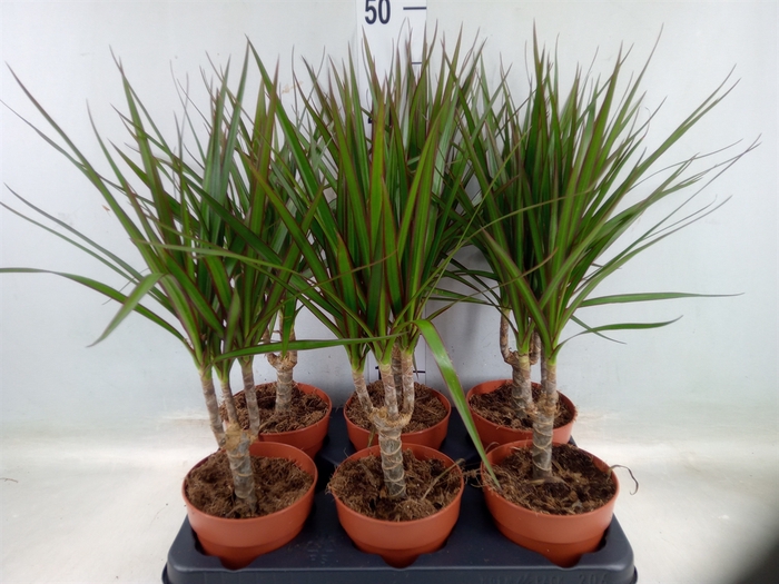 <h4>Dracaena marg.</h4>