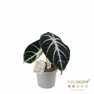 ALOCASIA  REGINULA P9 NINJA