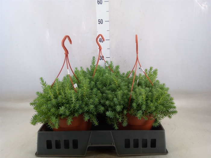 <h4>Sedum reflexum</h4>