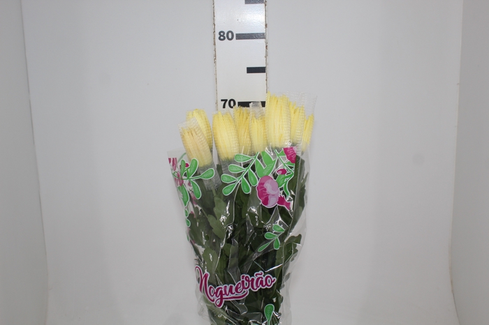 <h4>ANASTASIA SUNNY 080 CM AMARELO</h4>